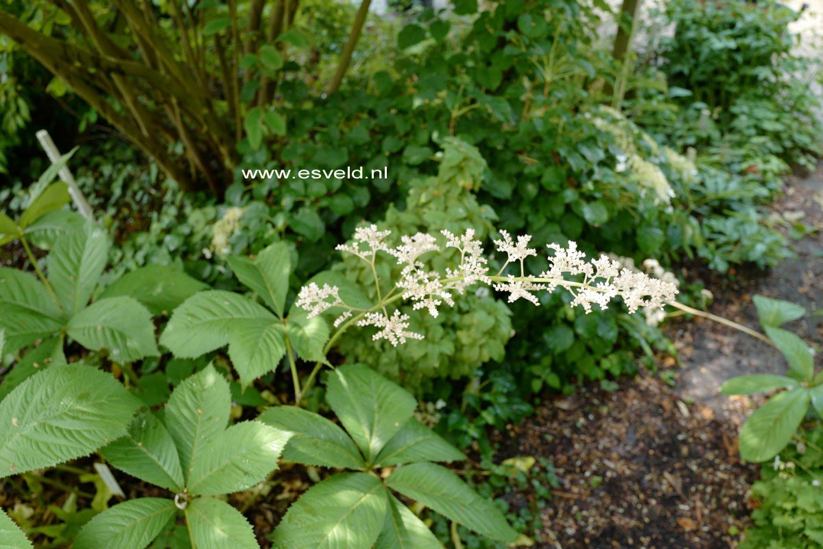 Rodgersia sambucifolia
