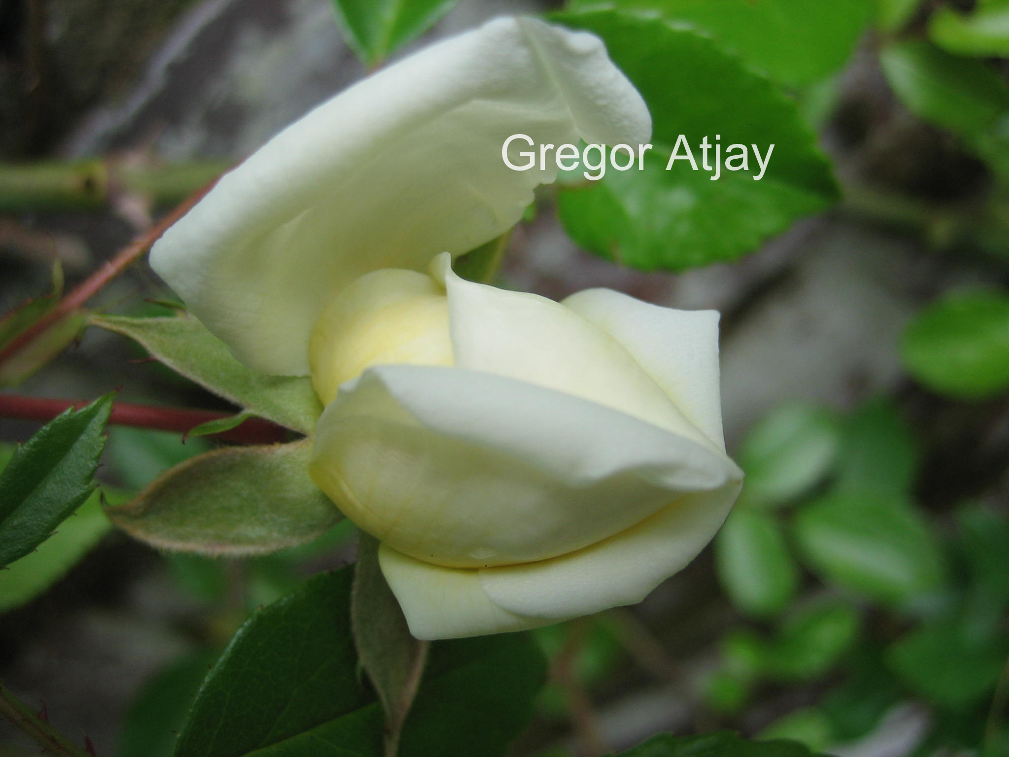 Rosa 'Alberic Barbier'