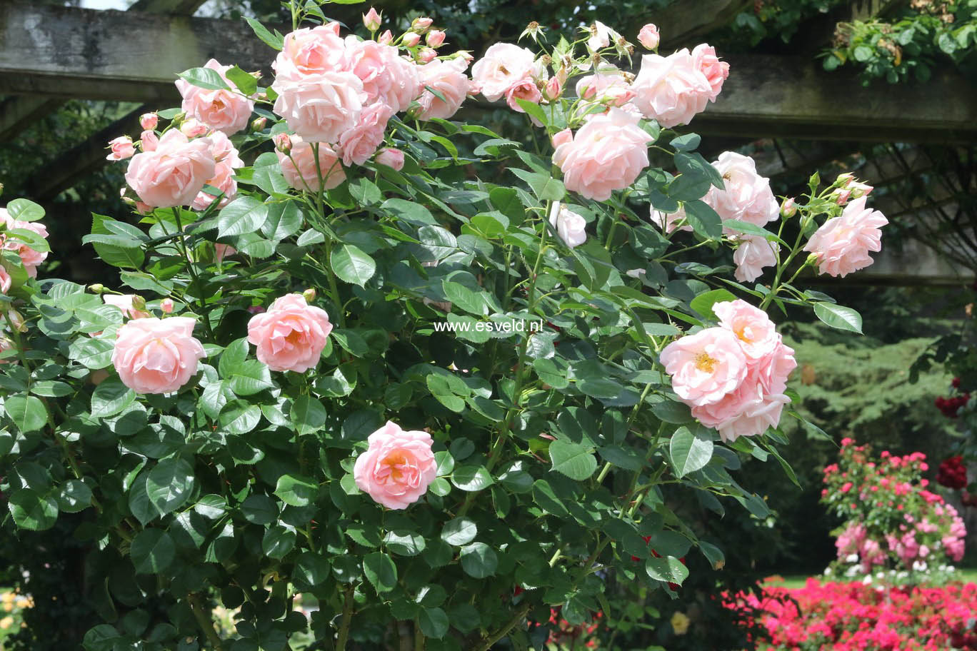 Rosa 'Astrid Lindgren'