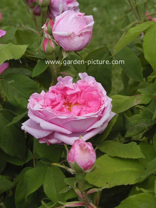 Rosa 'Comte de Chambord'