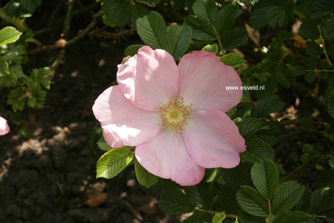 Rosa 'Dagmar Hastrup'