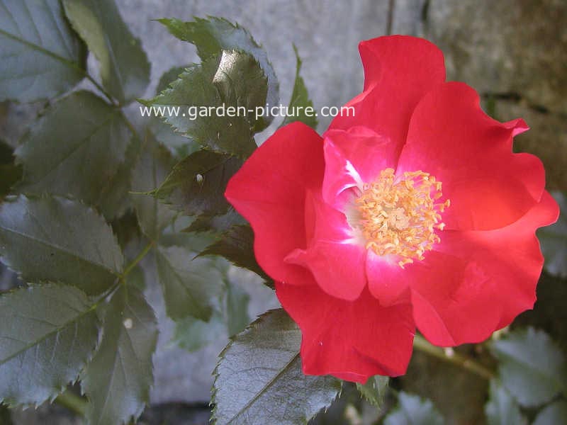 Rosa 'Dortmund'