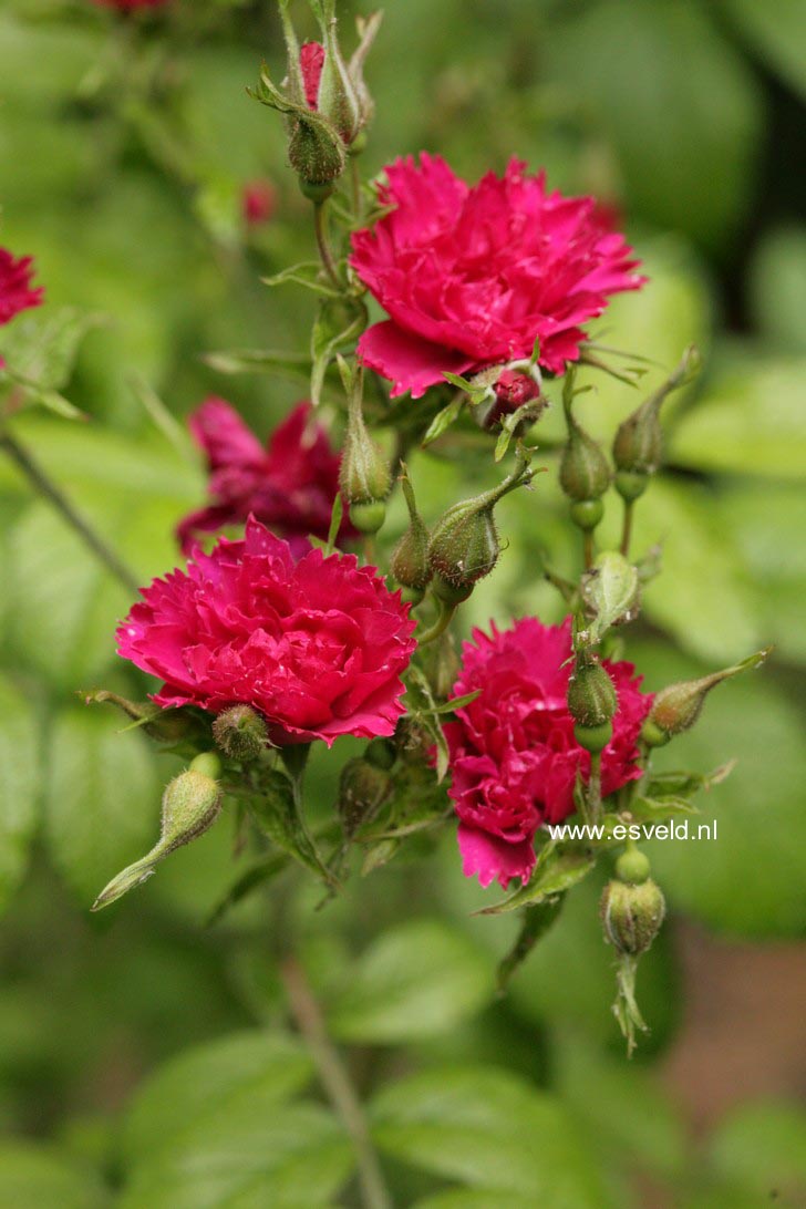 Rosa 'F.J. Grootendorst'