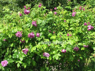 Rosa 'Frantasia' (RHAPSODY IN BLUE)