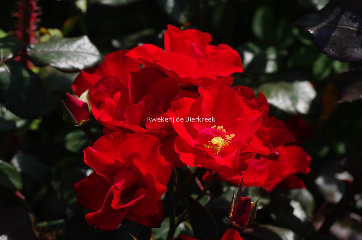 Rosa 'Havam' (AMSTERDAM)