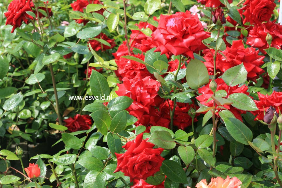 Rosa 'Ingrid Bergman'