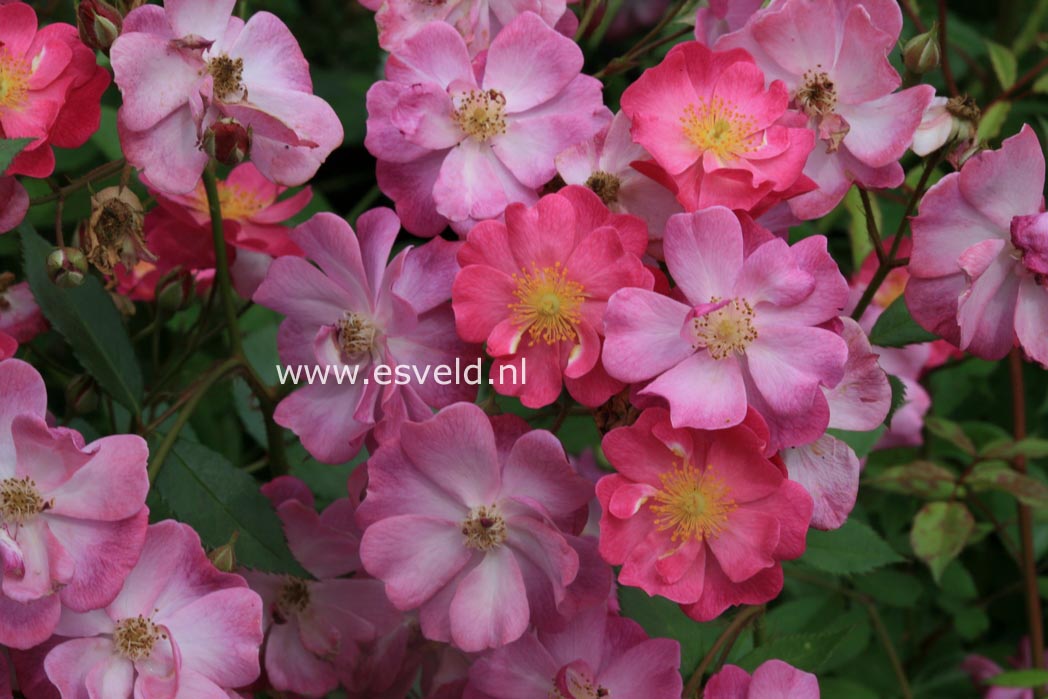 Rosa 'Interlav' (LAVENDER DREAM)