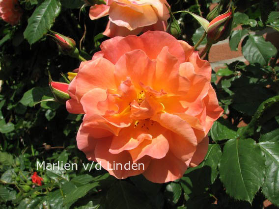 Rosa 'Korlawe' (WESTERLAND)
