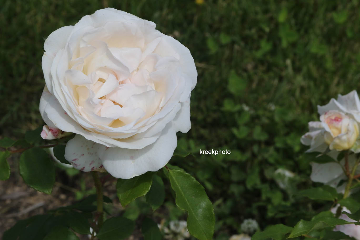 Rosa 'Kosmos'