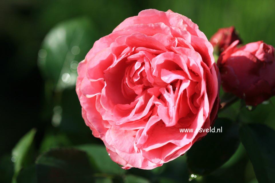 Rosa 'Meideauri' (LEONARDO DA VINCI)