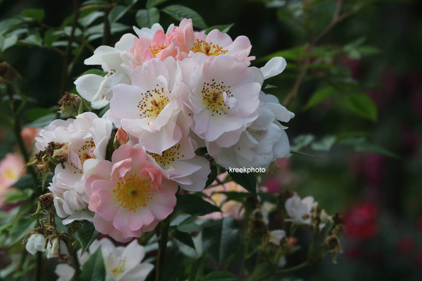 Pictures and description of Rosa Open Arms www.esveld.nl