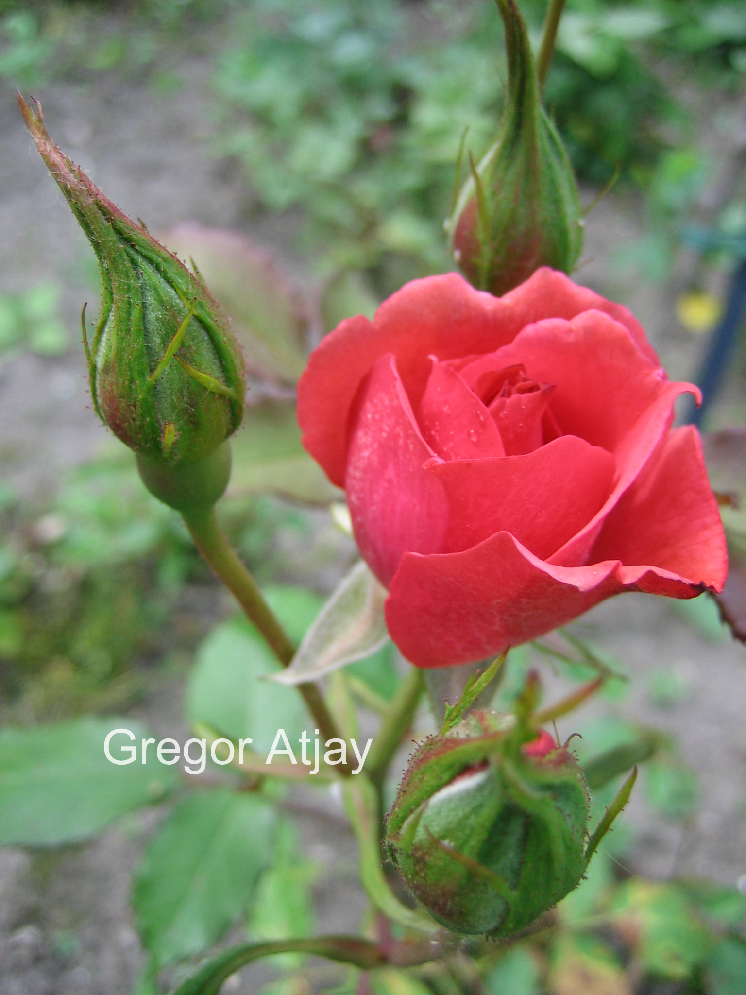 Rosa 'Pernille Poulsen'