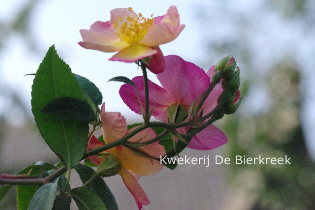 Rosa 'Plaisanterie'