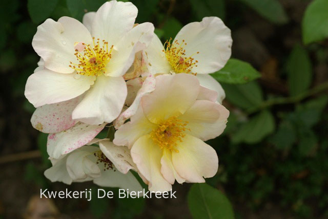 Rosa 'Sally Holmes'