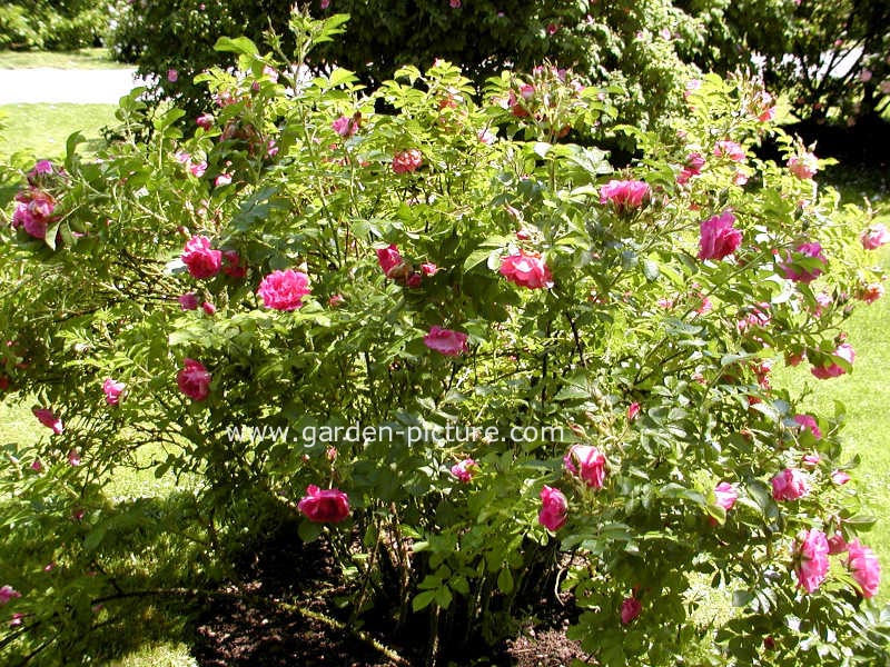Rosa 'Strolon' (POLARSONNE)