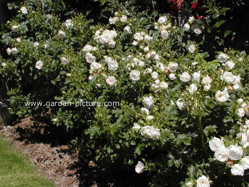 Rosa 'Stronin' (POLAREIS)