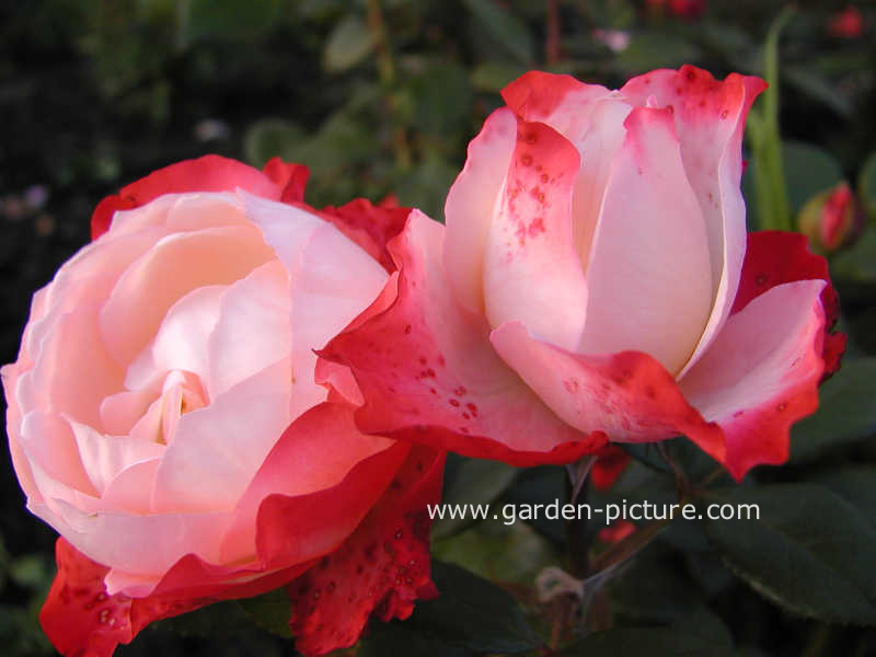 Rosa 'Taneiglab' (NOSTALGIE)