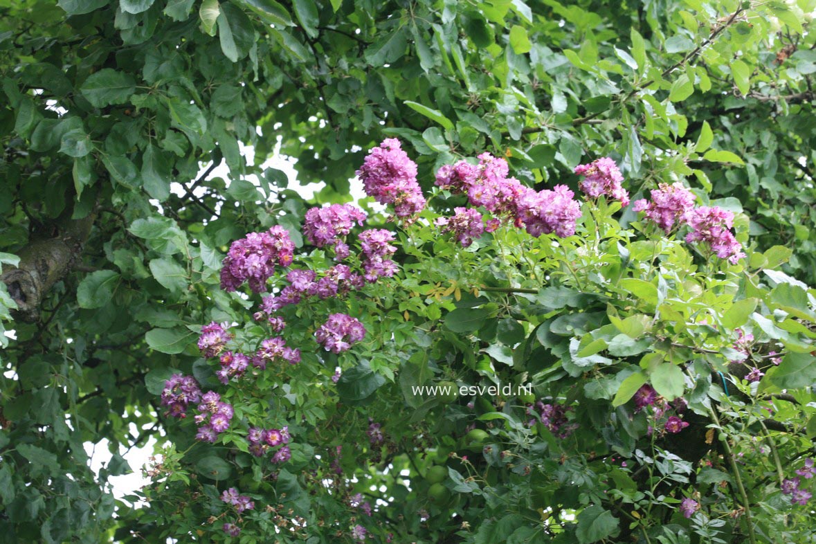 Rosa 'Veilchenblau'