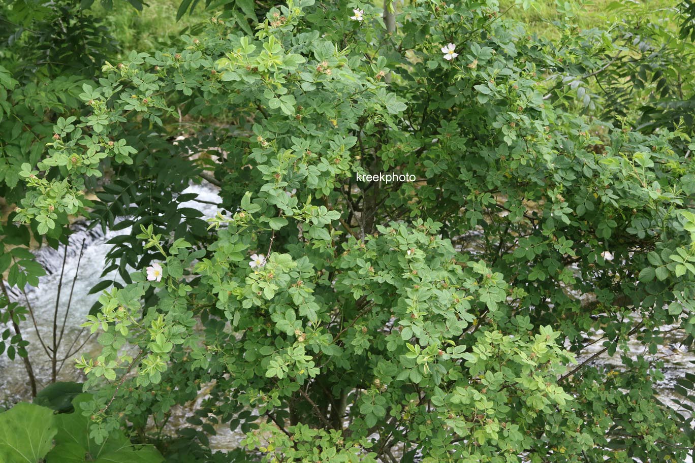 Rosa canina