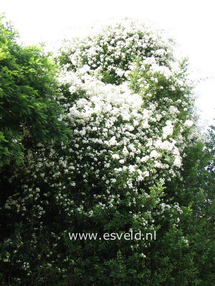 Rosa filipes 'Kiftsgate'