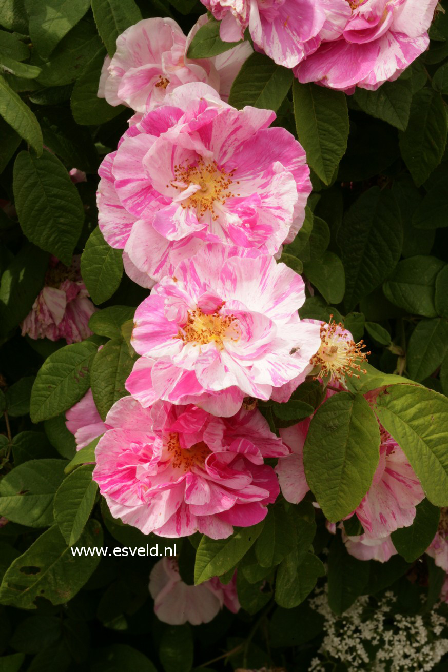 Rosa gallica 'Versicolor'
