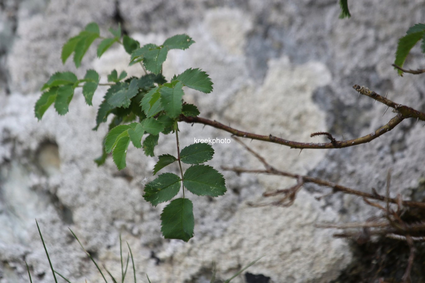 Rosa gallica