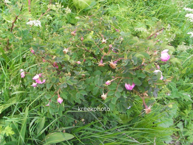 Rosa pendulina