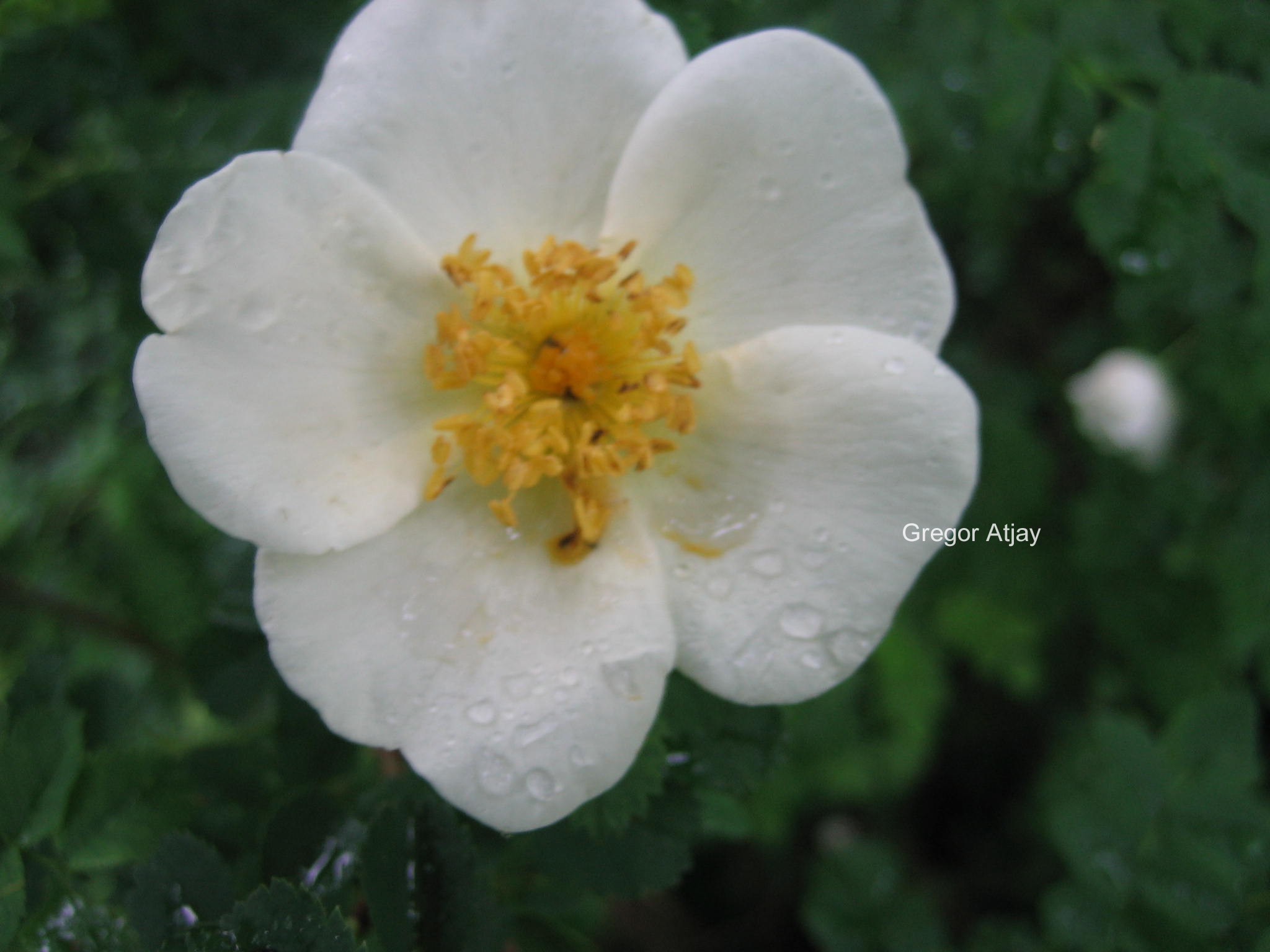 Rosa pimpinellifolia