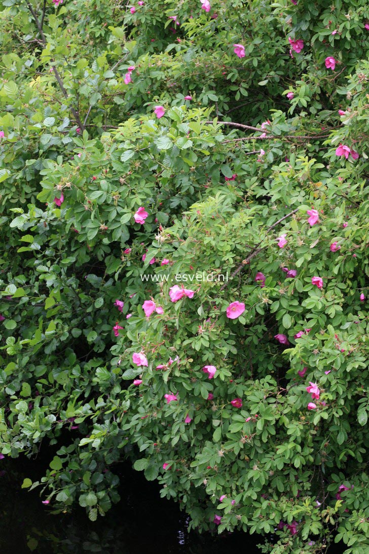 Rosa rugosa