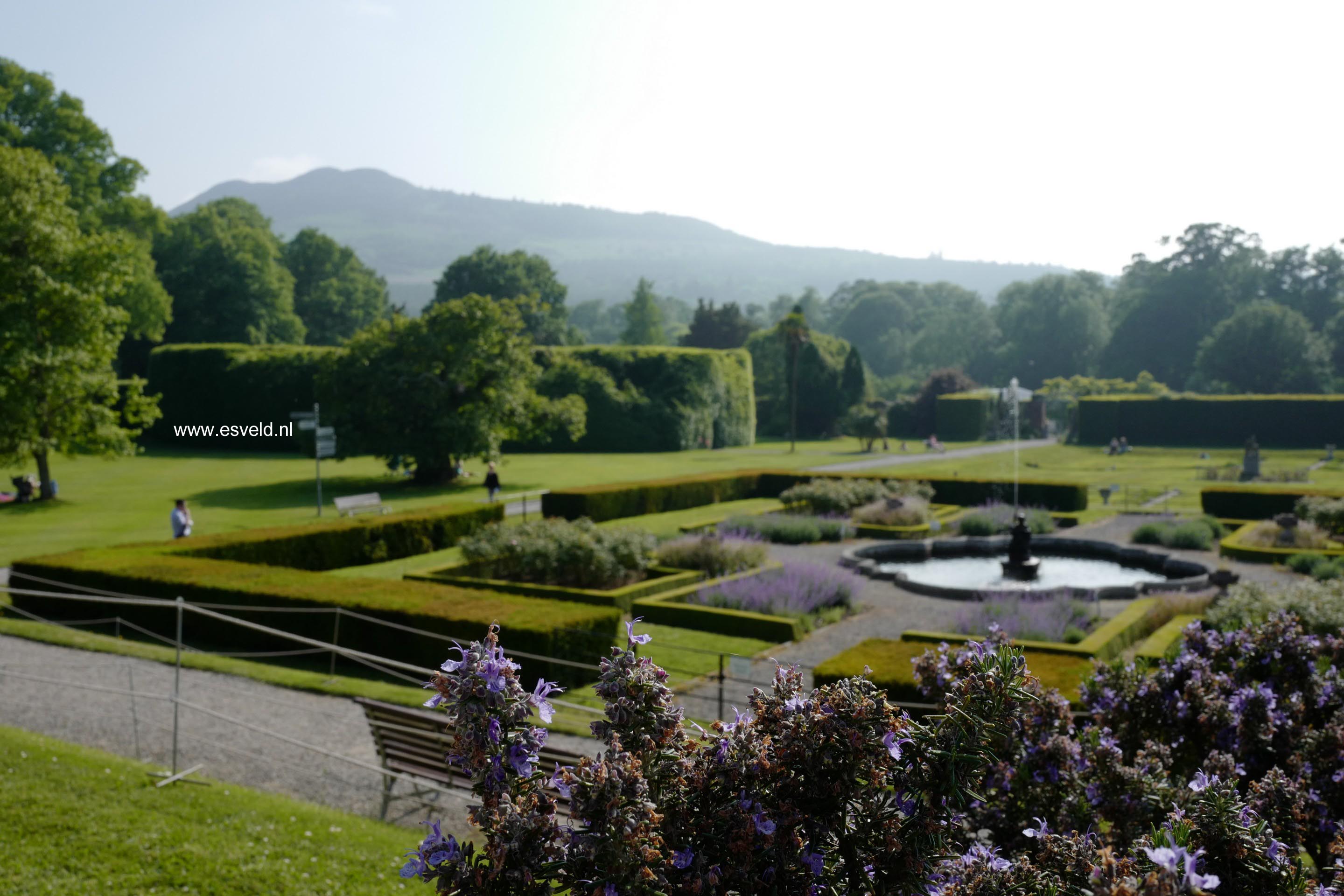 Rosmarinus officinalis 'Prostratus'