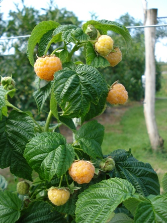 Rubus idaeus 'Fallgold'