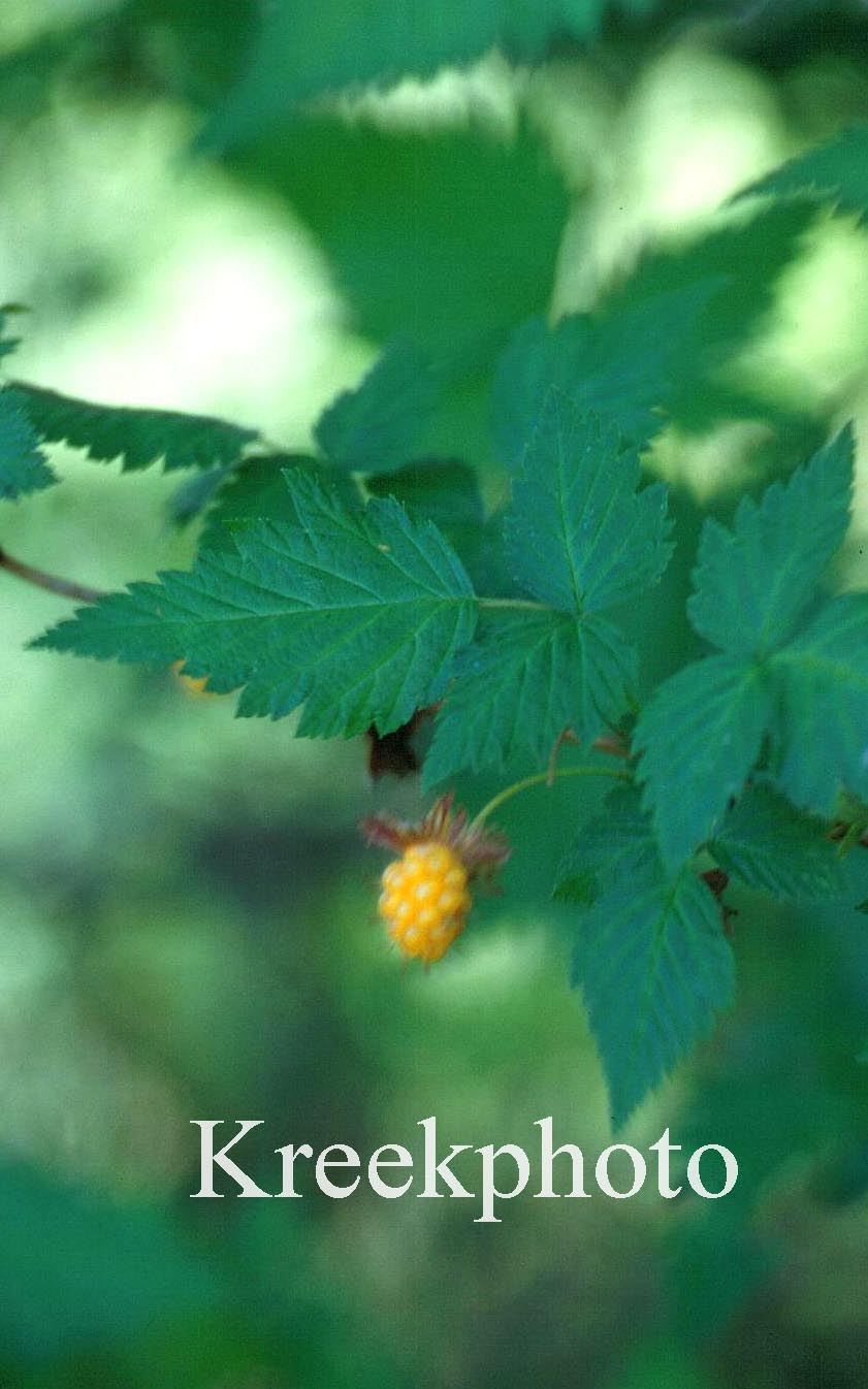 Rubus spectabilis