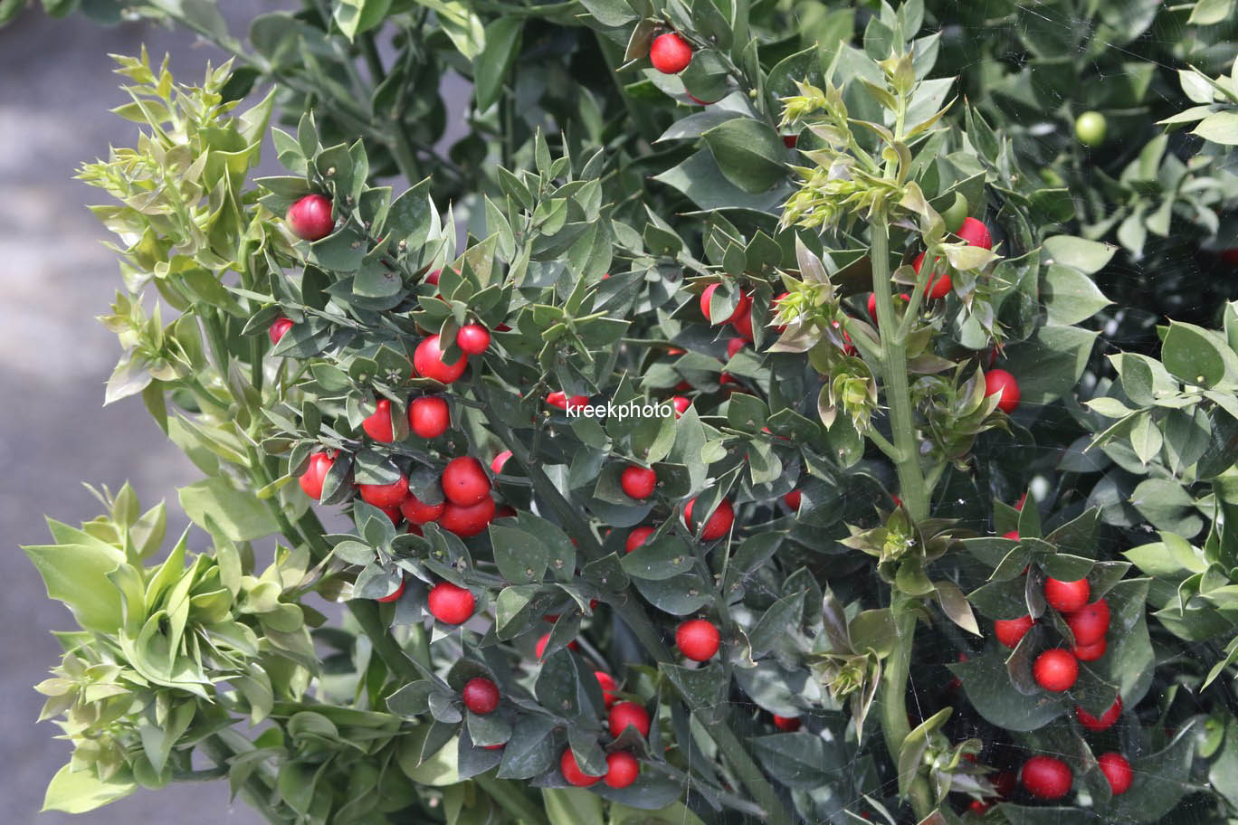 Ruscus aculeatus