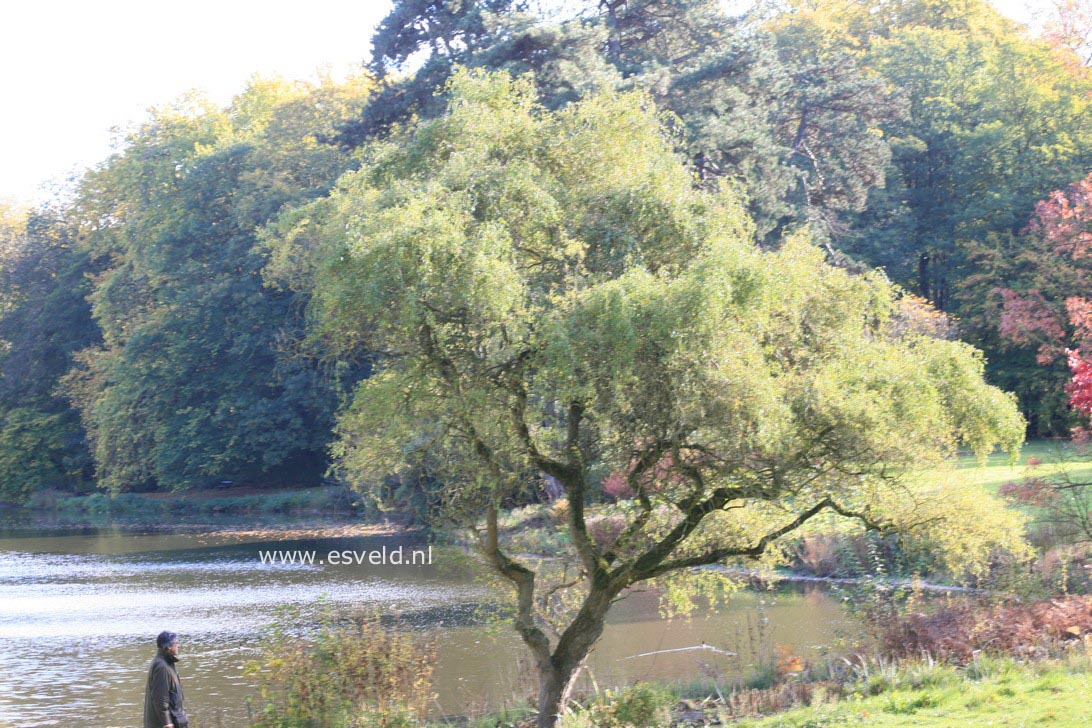 Salix 'Erythroflexuosa'