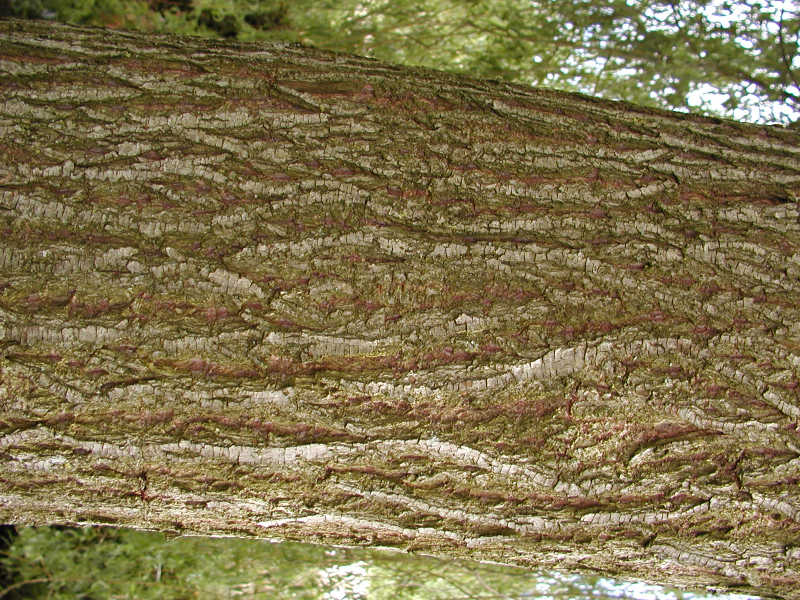 Salix alba vitellina