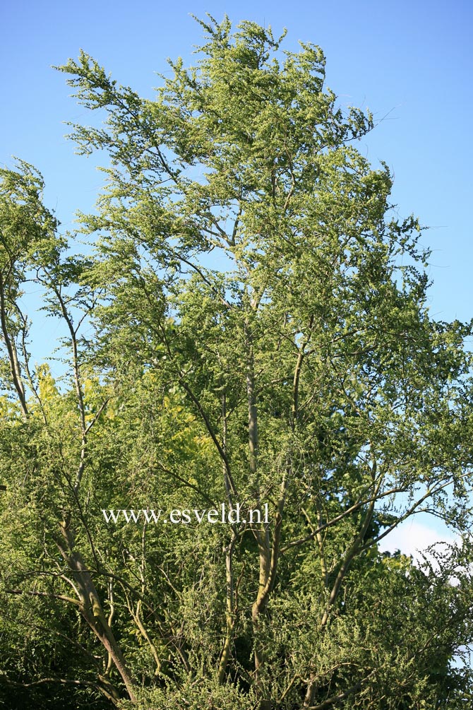 Salix babylonica 'Crispa'