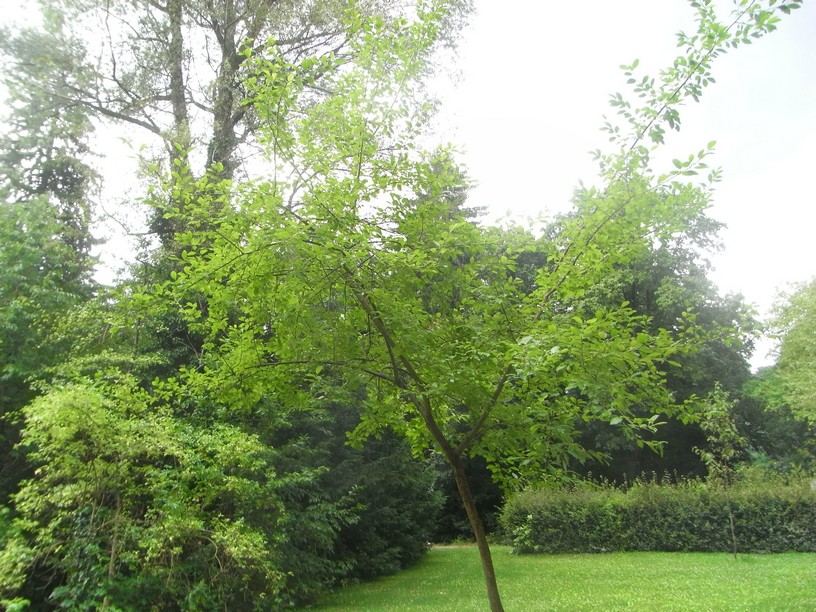 Salix caprea