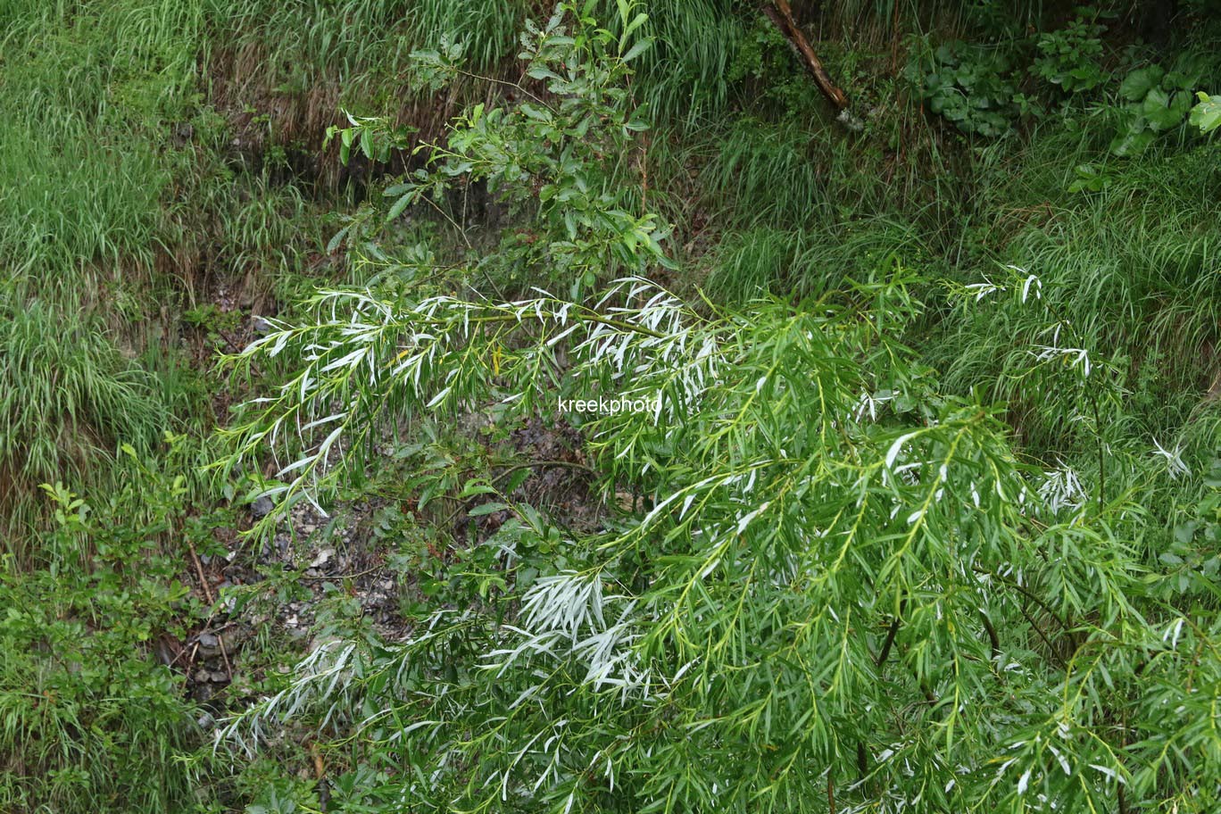 Salix elaeagnos