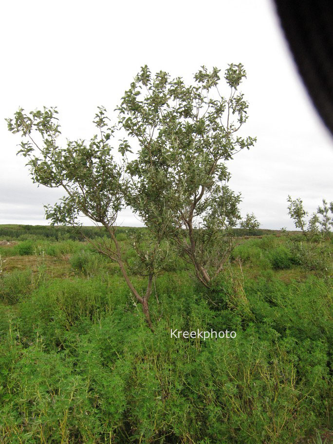 Salix phylicifolia