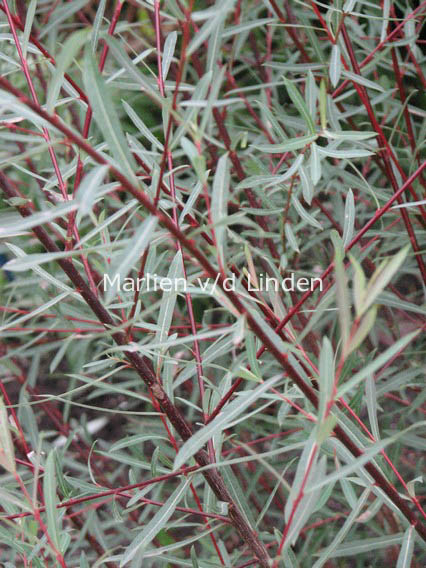 Salix purpurea 'Nancy Saunders'