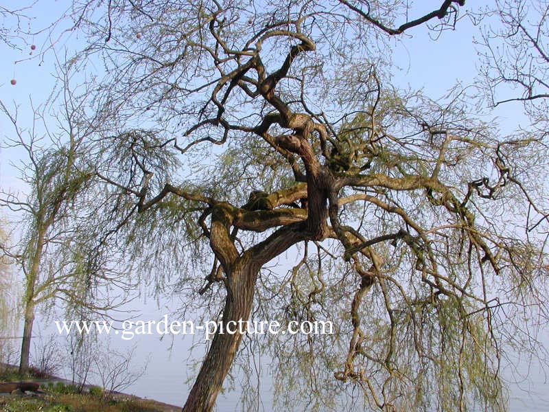 Salix sepulcralis 'Chrysocoma'