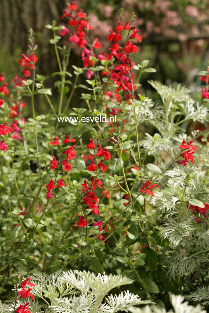 Salvia 'Royal Bumble'