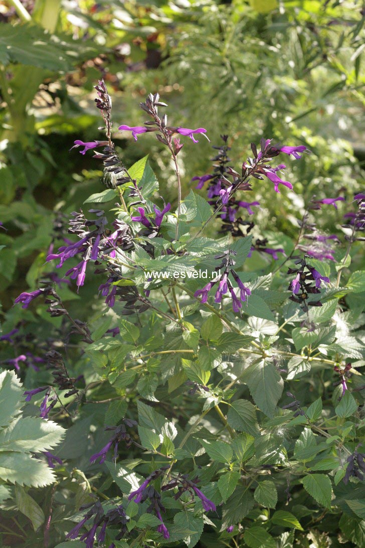 Salvia guaranitica 'Blue Enigma'