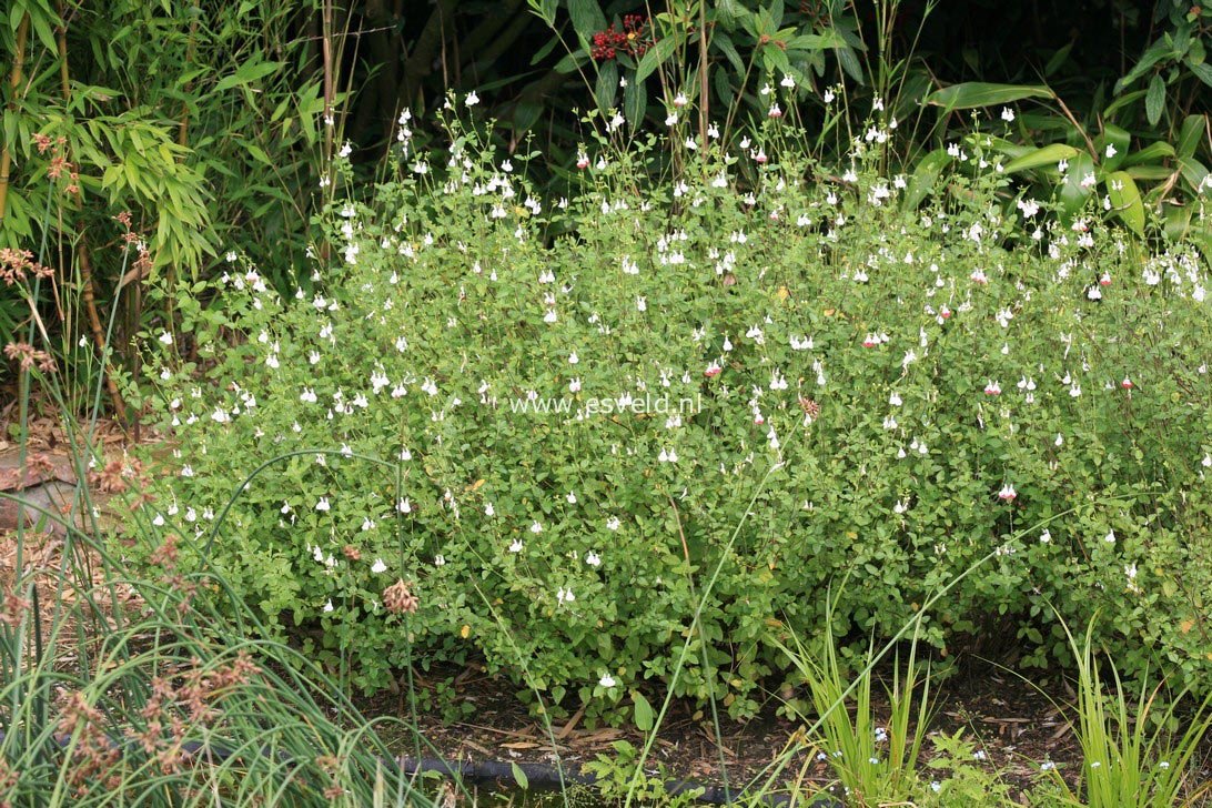 Salvia microphylla 'Hot Lips'