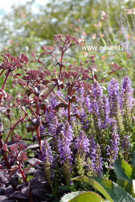 Salvia nemorosa 'Blauhuegel'