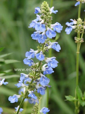 Salvia uliginosa