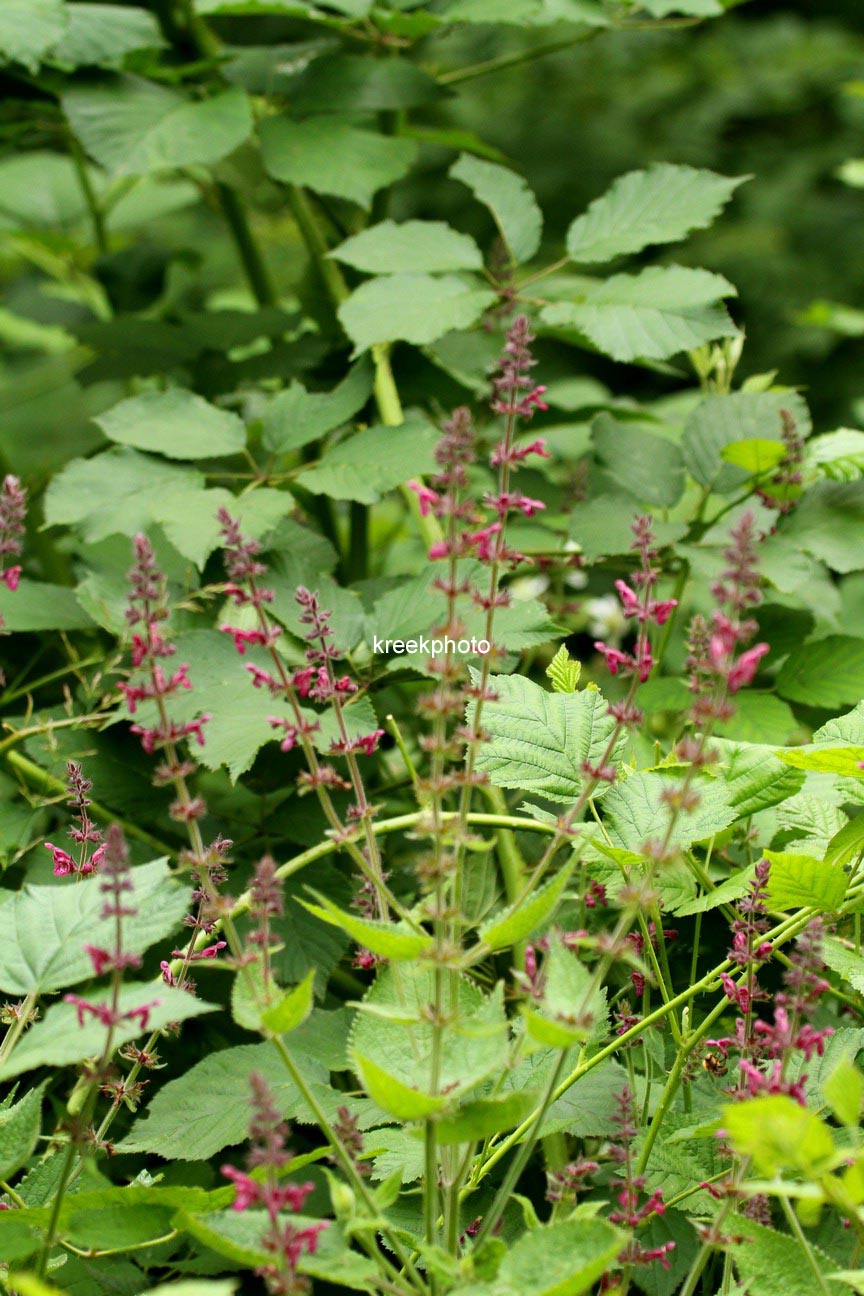 Salvia verticillata