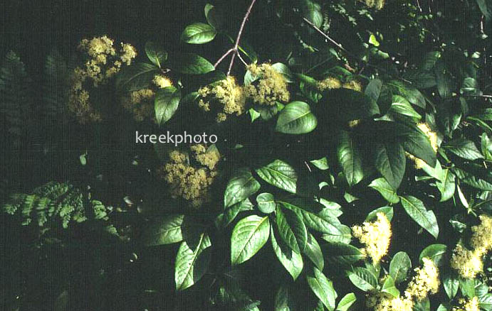 Sambucus canadensis