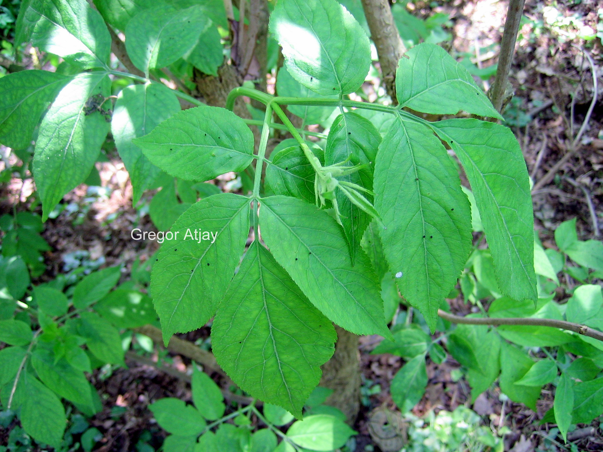 Sambucus nigra 'Aurea'