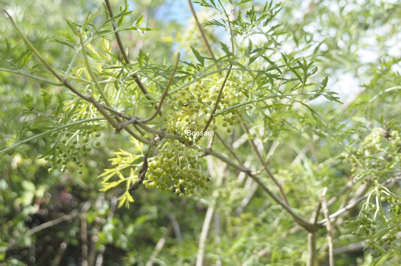 Sambucus nigra 'The Pearl'
